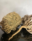 (Grande) rose de Jericho