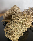 (Grande) rose de Jericho